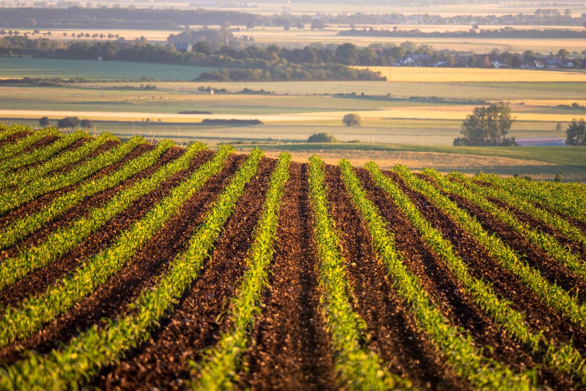 Crop Rotation: How to Achieve Maximum Yields with Minimal Environmental Impact