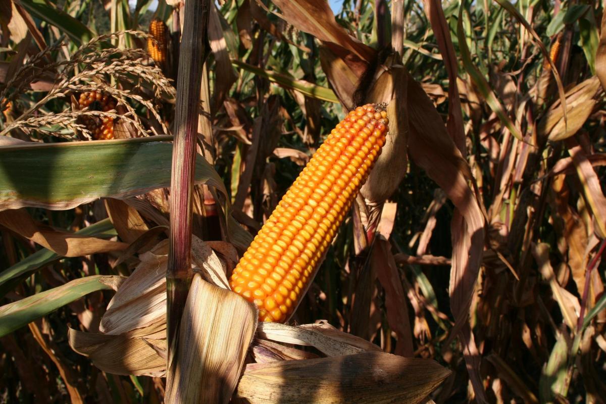Effective Ways to Increase Corn Yields on Your Farm